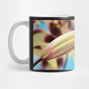 Lilium  &#39;Patricia&#39;s Pride&#39;  Asiatic lily  Flower bud Mug